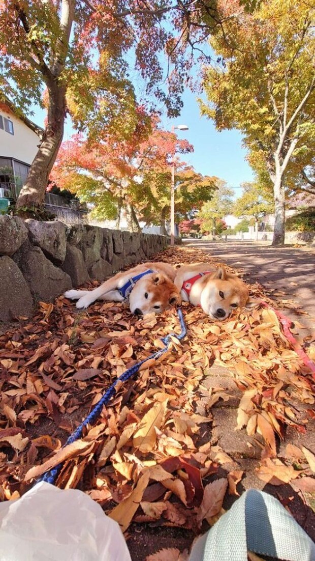 ぺたん（画像は＠farm_docanさん提供）