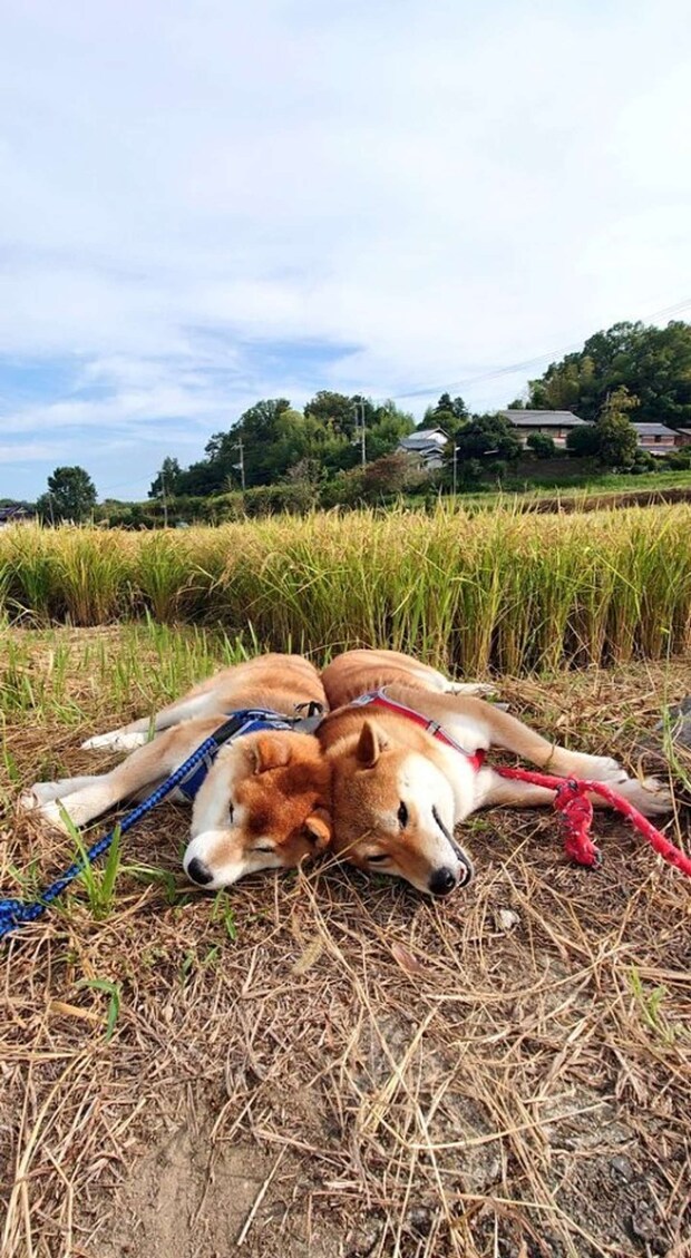 土の匂いが好き？（画像は＠farm_docanさん提供）