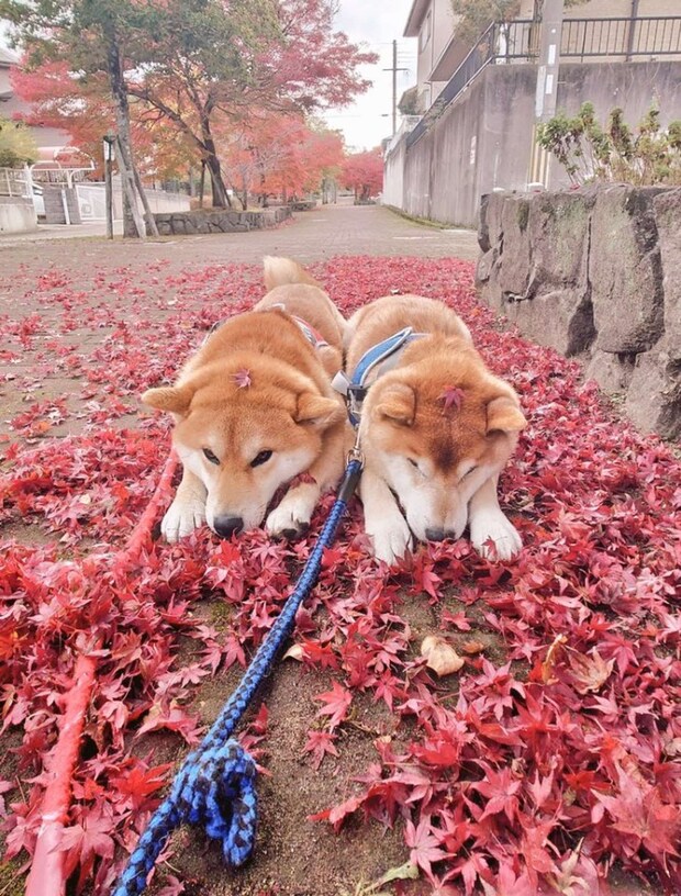 紅葉の上でも...（画像は＠farm_docanさん提供）