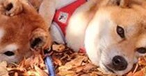 忍法・木の葉隠れの術！？　フカフカの秋に紛れる柴犬ズに「一緒に寝転がりたい」「見失いましたよ」の声