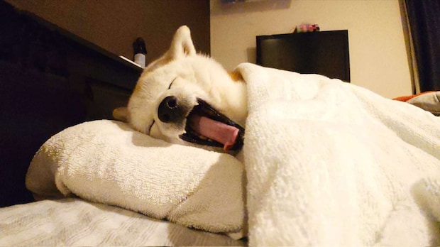 ふわぁ(画像はくーさんママ(@kukuri_shibainu)さん提供)