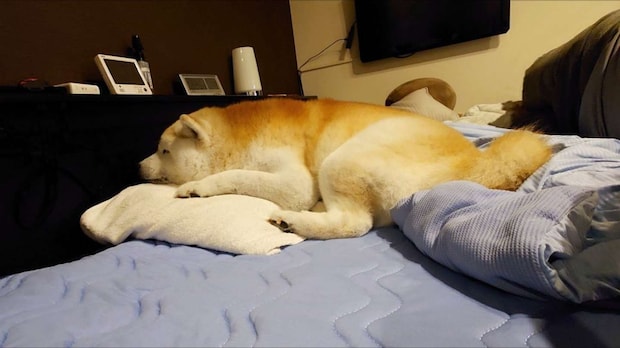 すやすや(画像はくーさんママ(@kukuri_shibainu)さん提供)