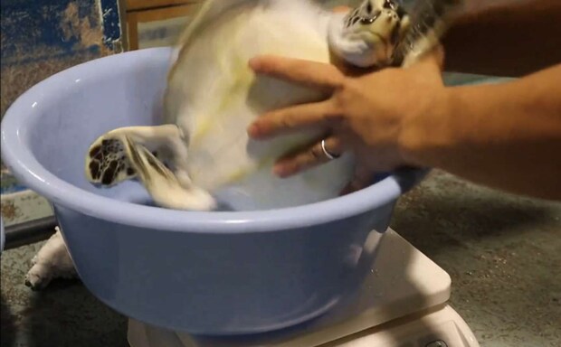 「道の駅ウミガメ公園【公式】」(@umigame_kouen)の投稿より、ひっくり返る子ガメ