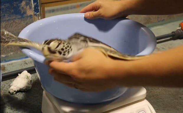 「道の駅ウミガメ公園【公式】」(@umigame_kouen)の投稿より