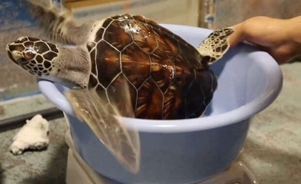 「道の駅ウミガメ公園【公式】」(@umigame_kouen)の投稿より