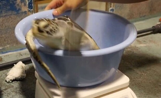 「道の駅ウミガメ公園【公式】」(@umigame_kouen)の投稿より