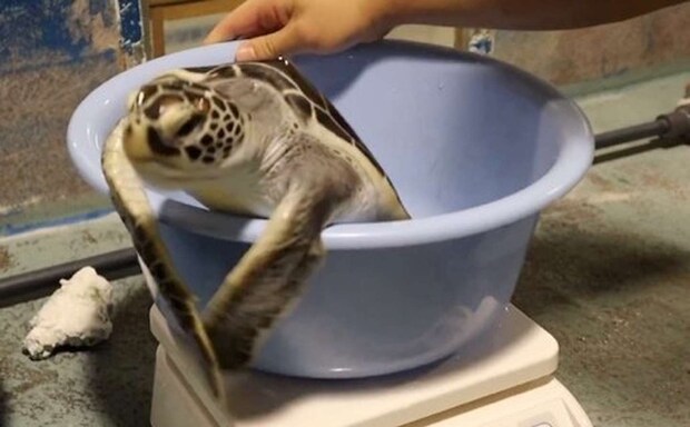 「道の駅ウミガメ公園【公式】」(@umigame_kouen)の投稿より