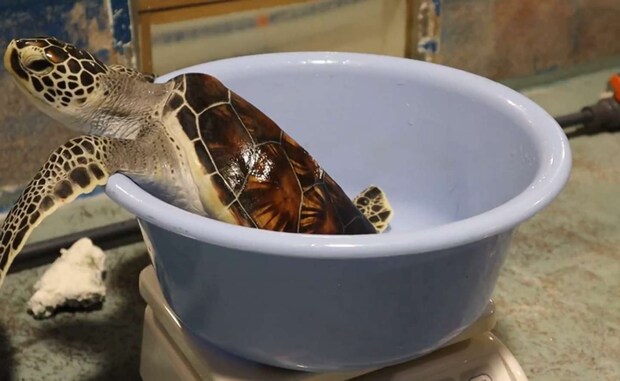 「道の駅ウミガメ公園【公式】」(@umigame_kouen)の投稿より、諦めた子ガメ