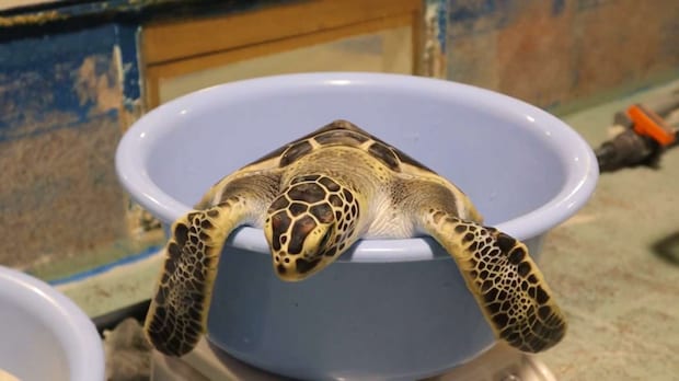 完全に脱力(動画「体重を測られ慣れしてる子ガメ」より、スクリーンショット)