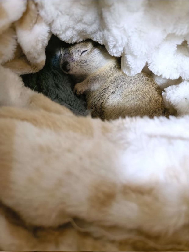 「第二別荘」で眠るゆずちゃん(たかすぎS(@takasugis)さんの投稿より)