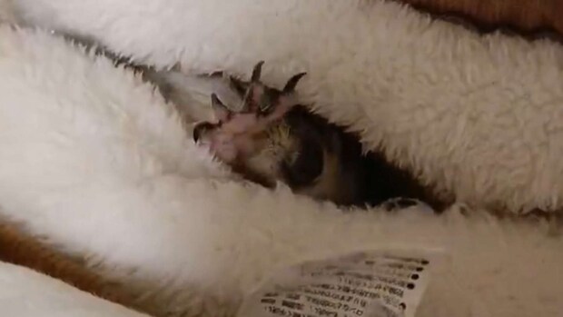 たかすぎS(@takasugis)さんの投稿より