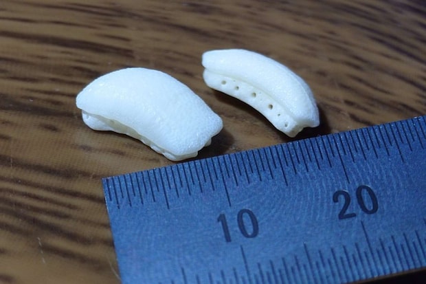 大きさはこんな感じ（画像提供：浜名湖体験学習施設ウォット）