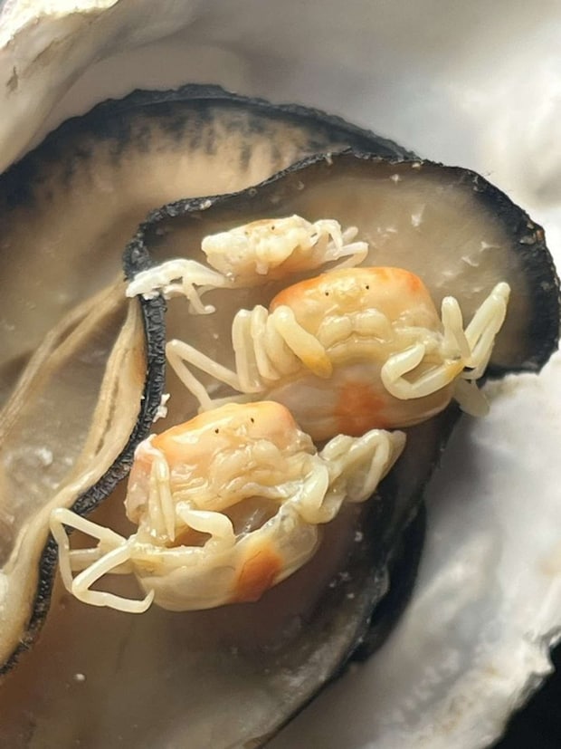 しん 植物オタクな中学生(@sanyasokun)の投稿より