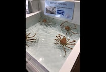 本当にここに手を入れるの...？　  子どもが怯えるカニに触れるプール、水族館に設置の経緯を聞いた