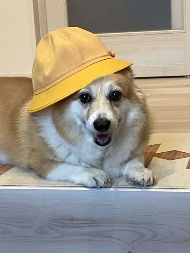 kogi_musu(@kogi_musu)さんの投稿より