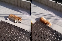 おいしく焼かれているようにしか見えないコーギーの姿がこちら