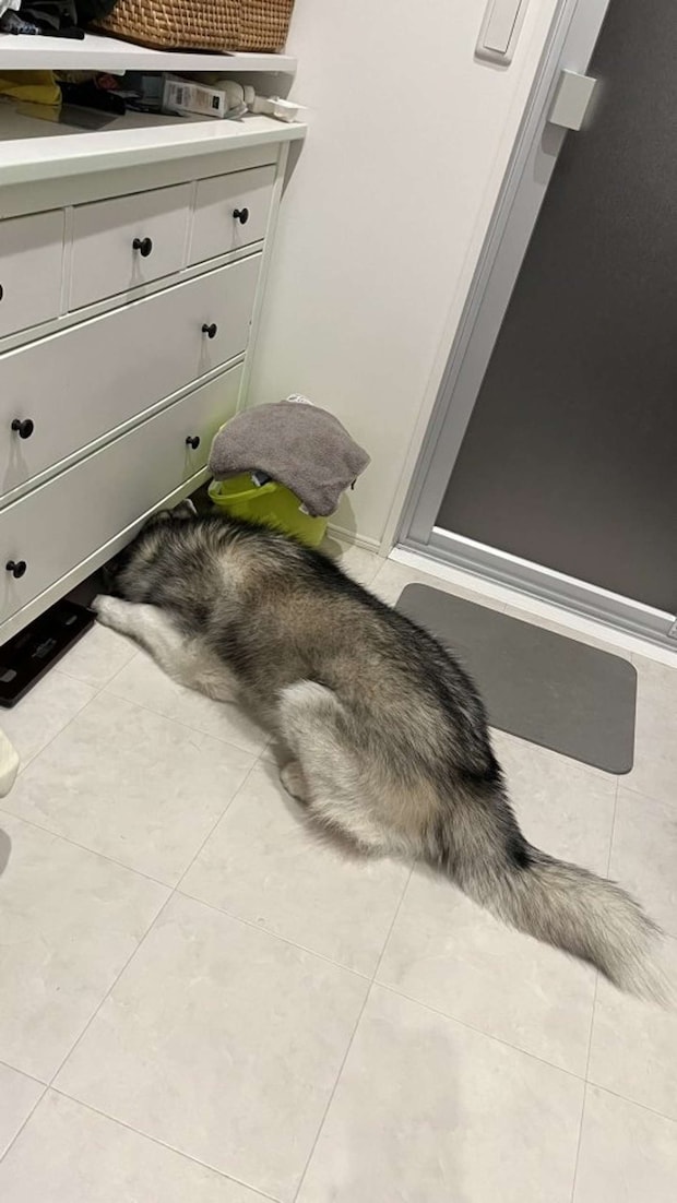 低すぎる屋根（画像提供：＠Luna_husky0603さん）