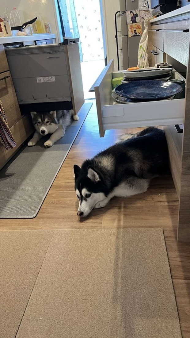 画像提供：＠Luna_husky0603さん、再掲