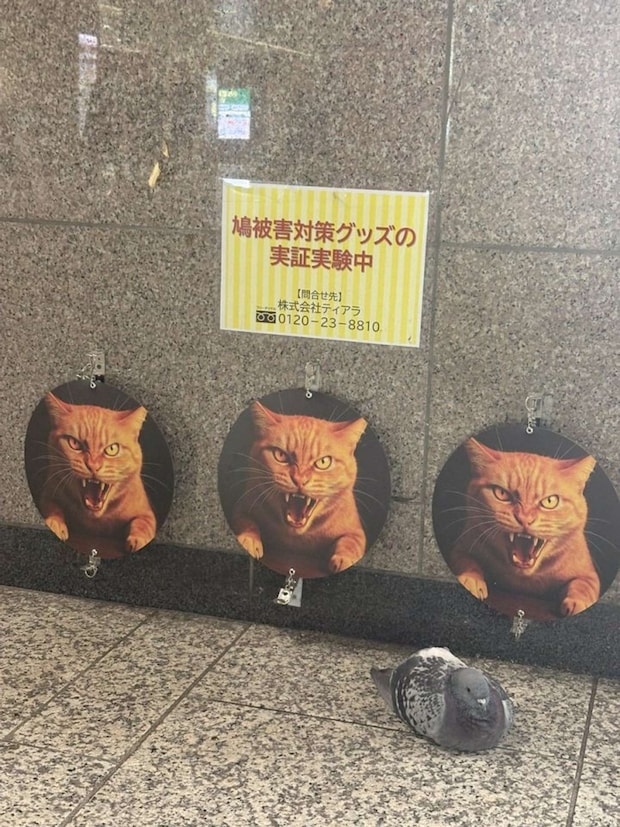 画像提供:プリンセスゴリラ(@_princessGORIRA)さん