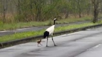 「全てが美しく尊い」「自然界の親子愛」　北海道で目撃された〝野生の子育て〟に5.1万人感動