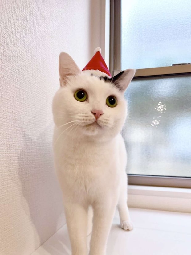 待ちに待ったクリスマス！？（2025年8月25日の投稿より、画像提供：＠takeru0321nekoさん）