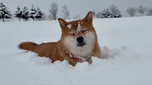 寝ちゃってる（画像提供：「2匹と田舎で生活中～」（＠pochi0821nana）さん）