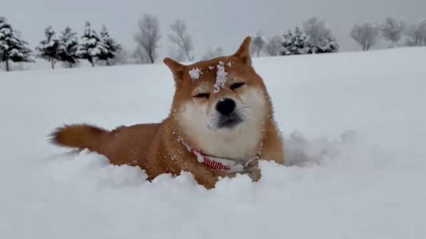 眠そう（画像提供：「2匹と田舎で生活中～」（＠pochi0821nana）さん）