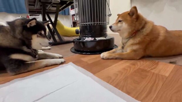 でも、あったかいのも、すき！（2匹と田舎で生活中〜＠pochi0821nanaさんの投稿より）