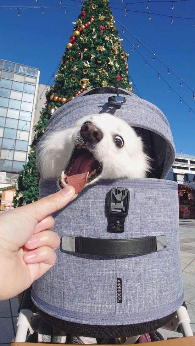 画像はくーさんママ＠kukuri_shibainuさんの投稿より、再掲