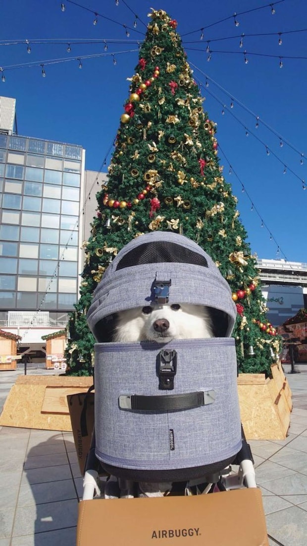 宝物になりすまし、じっと潜んでいる楽さん......って、なりすまさなくても宝物だよ！（画像はくーさんママ＠kukuri_shibainuさんの投稿より）