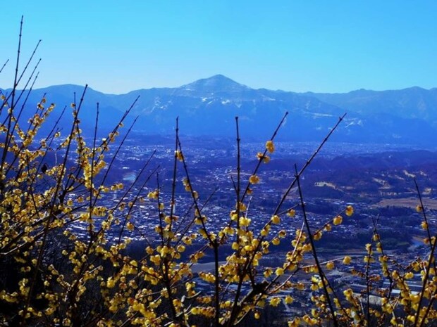 埼玉県長瀞町 宝登山の蝋梅と武甲山の風景(画像はphotoAC)