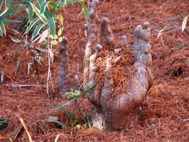 「地面から手が～」！？（画像は「新宿御苑 自然情報」（＠SG_info_kyokai）の投稿より）