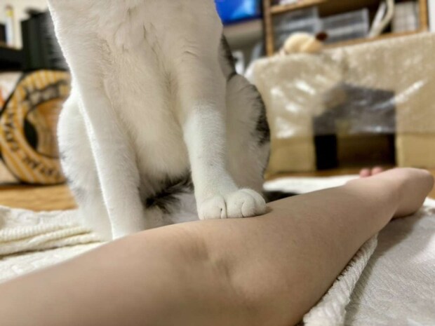 妹分も、ふむ(画像提供:ろで(@rode_no_neko)さん)