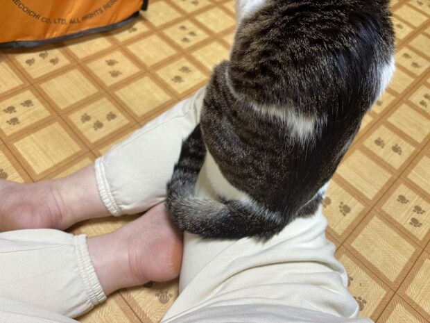 お尻でも、ふむ(画像提供:ろで(@rode_no_neko)さん)