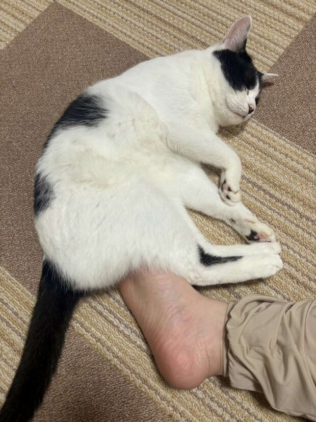 俺様は、ねたいばしょで、ねる(画像提供:ろで(@rode_no_neko)さん)