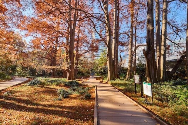 写真提供「新宿御苑管理事務所」 (C)Shinjuku Gyoen National Garden Office