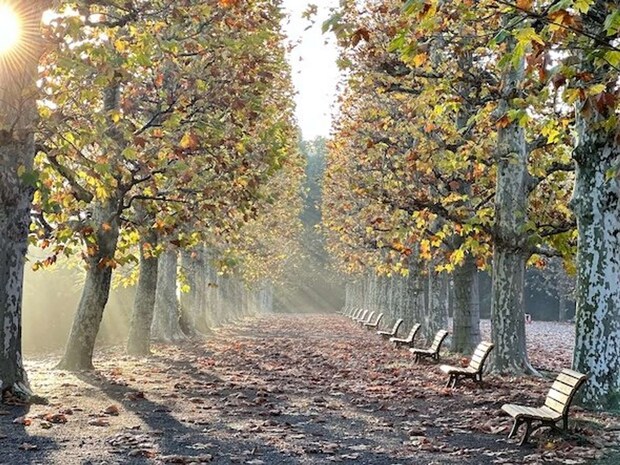 写真提供「新宿御苑管理事務所」 (C)Shinjuku Gyoen National Garden Office