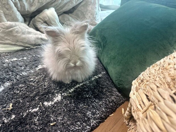 ぱやぱやだ～！（画像提供：＠pochikun0115さん）