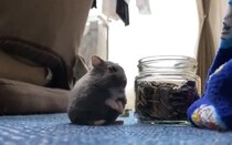 「人生、この動画だけあればいい」「世界にはこれが必要」　5.4万人を救済した〝全肯定ハムスター〟が尊い