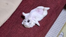 可愛すぎて泣いちゃう　ソファに落ちてる赤ちゃん犬にネット民メロメロ「天使にしか見えない」「尊い...」