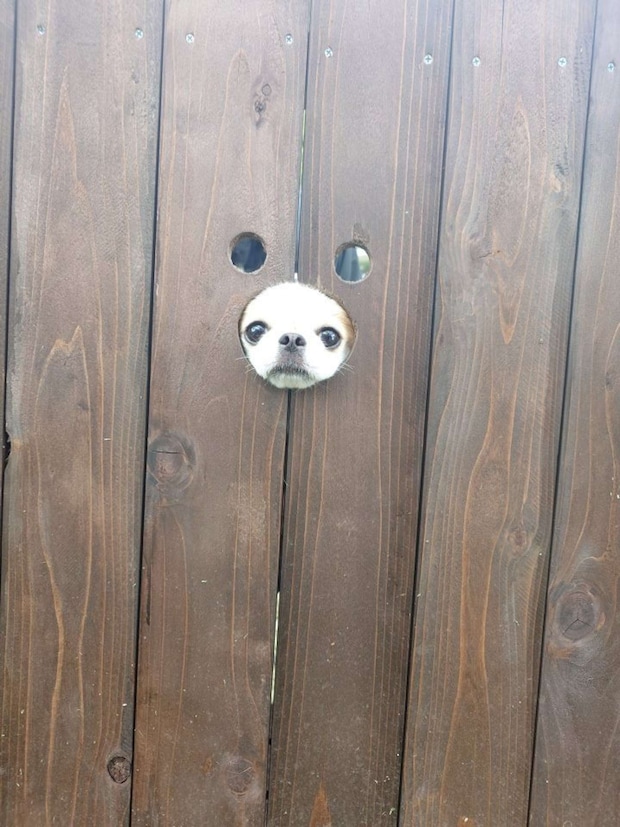 すっぽり(画像提供:@Honopekichihuaさん)