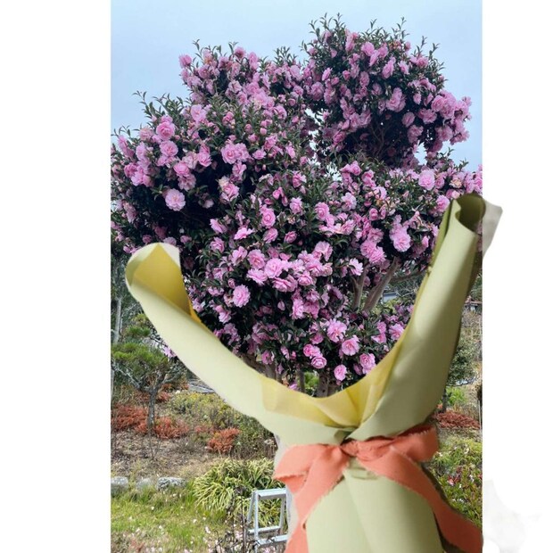 清子(@kiyoiko_)さんの投稿より、お父さんが加工したサザンカ