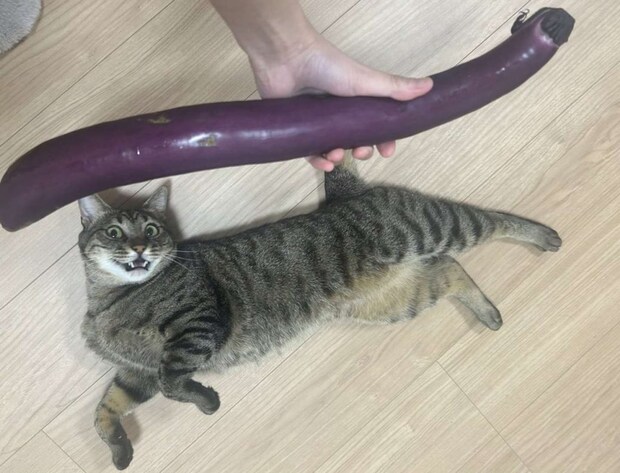 画像提供:オーナーさん