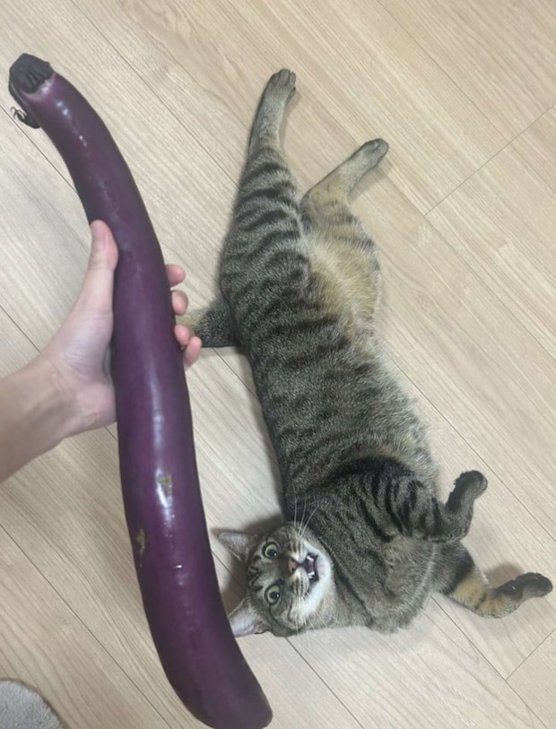 画像提供:オーナーさん