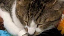 「ある意味大物」「猛者」　まさかの場所で寝落ちした子猫に4.1万人驚がく...同居猫も〝ドン引き〟