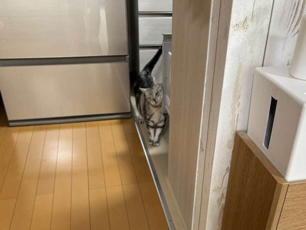 スタッフさんと一緒にキッチン点検中のサスケさん(画像はみふゆ@mifuyu_916さんの投稿より)