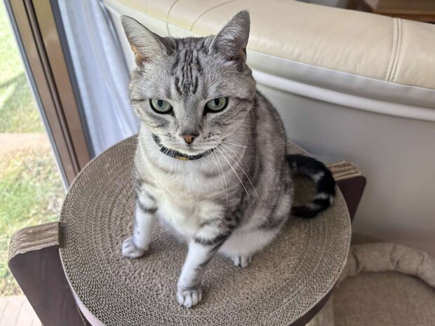 自分のおうちだもんね(画像はみふゆ@mifuyu_916さんの投稿より)