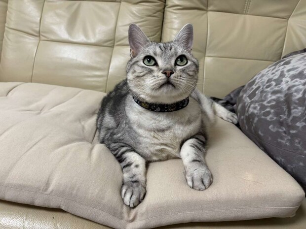 アメリカンショートヘアーのサスケさん(画像はみふゆ@mifuyu_916さんの投稿より)