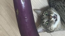 〝巨大ナス〟と3歳猫の比較画像に12万人驚がく　人々の目を奪ったのは...