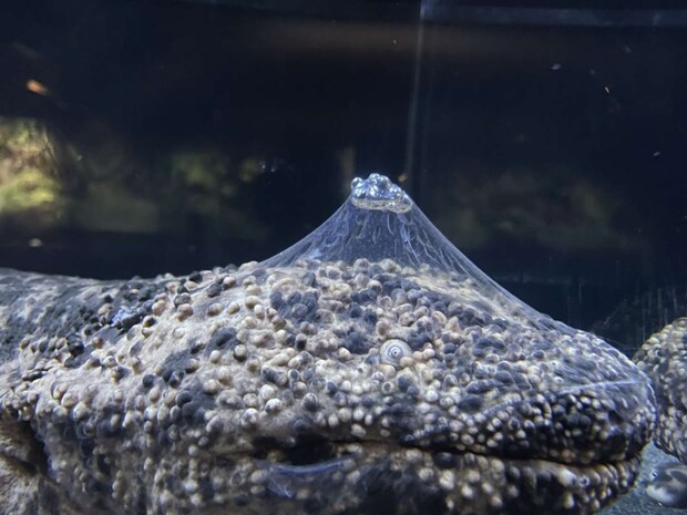 この形は...!(画像は京都水族館公式Xアカウントより)